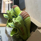 Adidas Yeezy Boost 350 Semifrozen